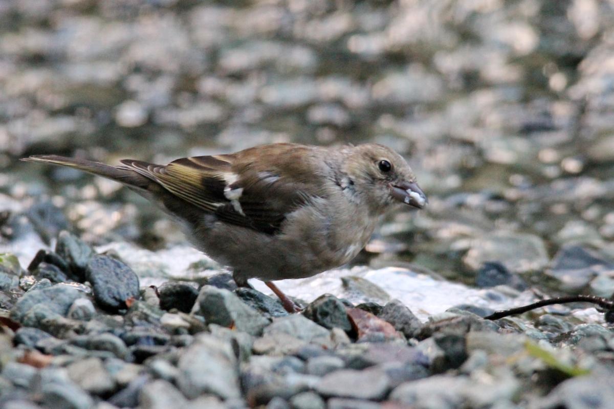Common Chaffinch (Fringilla coelebs), Te Anau Milford Highway, New Zealand, 2014-03-05 Common Chaffinch (Fringilla coelebs)